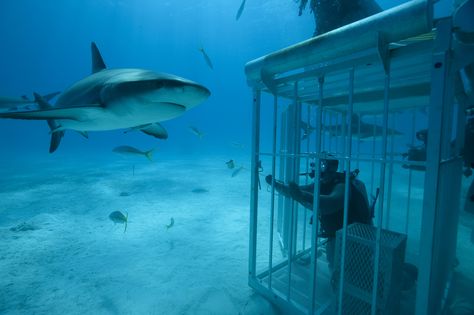 Shark Cage!! Shark Cage Diving Aesthetic, Diving Aesthetic, Shark Cage Diving, Shark Cage, Shark Diving, Cave Diving, Mermaid Aesthetic, Senior Trip, Scuba Dive