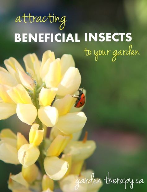 Slugs In Garden, Organic Insecticide, Garden Therapy, Organic Pesticide, Japanese Beetles, Attracting Beneficial Insects, Garden Plan, Garden Insects, Natural Pest Control