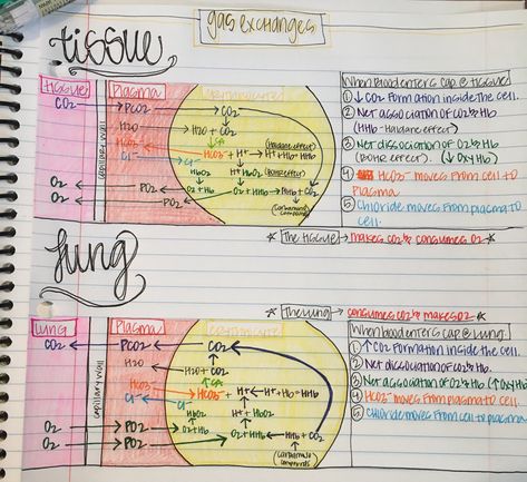 Tissue gas exchange & lung gas exchange (simplified) Respiratory Gas Exchange, Gas Exchange Respiratory System, Gas Exchange Notes, Gas Exchange Nursing, Intro To Nursing, Anatomy Respiratory System, Heart Breathing, Nursing Concepts, Uni Notes