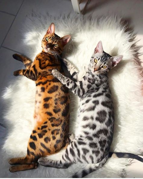 Milow and Murky Bengal Kittens For Sale, Cutest Animals On Earth, Kitty Tattoos, Bengal Kitten, Image Chat, Bengal Cats, Two Cats, Cat Breed, Bengal Cat