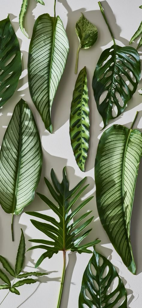 /// Wallpaper Plants, Plants Wallpaper, Trendy Plants, Wallpaper Estetika, Plant Background, Christmas Aesthetic Wallpaper, Plant Room, Flowers Background, Plant Photography