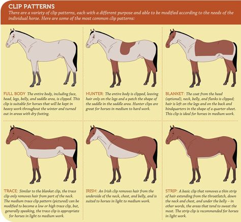 Horse clip style chart and instructions Horse Clips, Horse Hacks, Horse Braiding, Horse Information, Horse Knowledge, Horse Exercises, Horse Clipping, Horse Facts, Horse Info