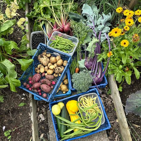 💚Looking back over pictures from previous years always makes me so happy💚 Have a lovely weekend everyone 🥰 #growyourown #growfood #homegrown #homegrownfood #growingfood #groworganic #organicveg #veggies #cottagecore #potager #kitchengarden #allotment #allotmentuk #allotmentlove #greenhouse #igrewthis #garden #gardener #gardening #healthyliving #healthyeating #moestuin #flowers #harvest #superfood #toptip #homegrowngoodness #greenthumb #greenfingers #eatfresh Allotment Aesthetic, Homegrown Food, Have A Lovely Weekend, Kitchen Garden, Grow Your Own, Previous Year, Growing Food, Green Thumb, Looking Back