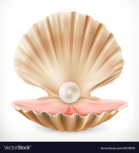 Clam Shell Drawing, Open Clam Shell, Shell Icon, Oyster With Pearl, Pearl Clam, Seashell Drawing, Clam Pearl, Shell With Pearl, Shell Drawing