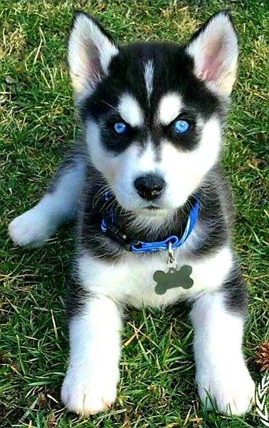 Cute Husky Puppies, Husky Puppies, Cute Dogs Images, Very Cute Puppies, Really Cute Puppies, Cute Husky, Super Cute Puppies, Cute Animals Puppies, Very Cute Dogs