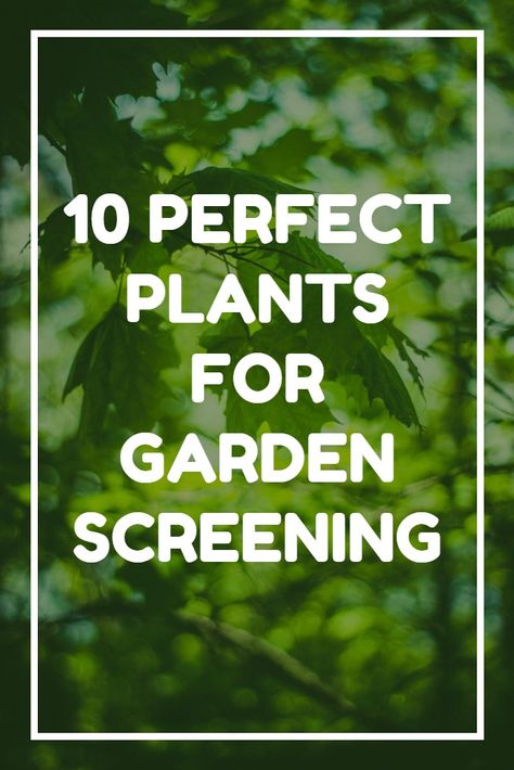 Plants To Screen Neighbours, Natural Screening Garden, Balcony Screening Plants, Creating Privacy In Backyard With Plants, Garden Privacy Plants, Plant Screening Ideas Outdoor, Garden Divider Ideas, Tall Plants For Privacy, Screening Ideas Outdoor