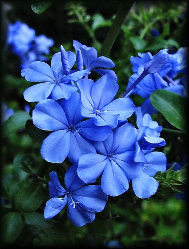 Cape Plumbago, Blue Plumbago, Flowers For Painting, Beautiful Blue Flowers, Blue Jasmine, Nice Flowers, Boquette Flowers, Moon Garden, Wallpaper Nature Flowers