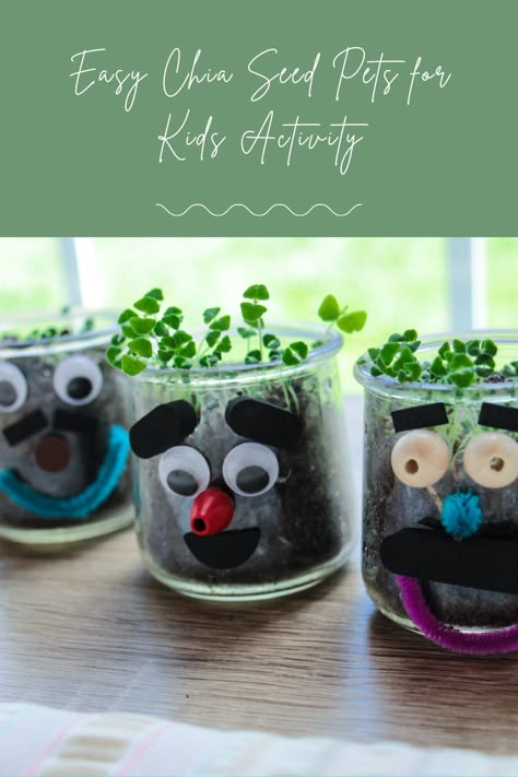 Planting Seeds Kindergarten Activities, Chia Seed Plant Ideas, How To Make A Chia Pet, Kids Seed Planting Activity, Chia Seed Growing Fun, Easy Seeds To Grow With Kids, Homemade Chia Pets, Chia Seed Pet, Chia Seed Craft