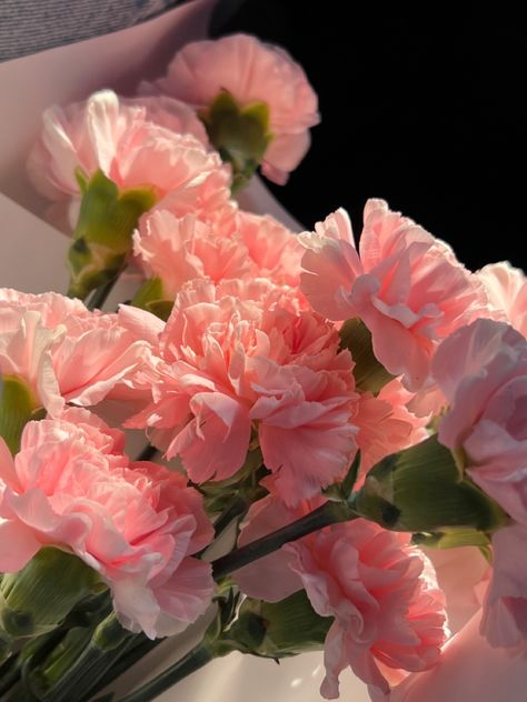 Carnations Aesthetic Wallpaper, Light Pink Carnations, Pink Carnation Aesthetic, Carnations Aesthetic, Carnation Aesthetic, Books And Flowers, Pretty Pink Flowers, Carnation Flowers, Girly Lifestyle