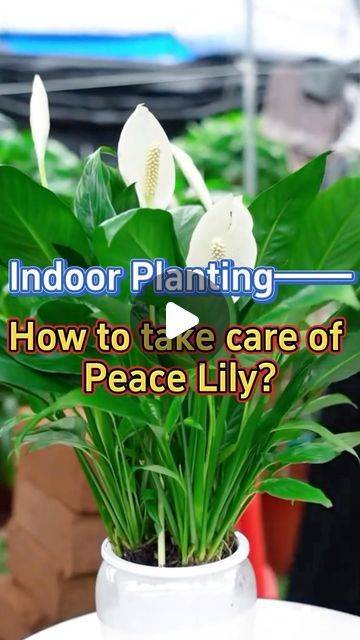 GardenHomeMania | How to take care of peace lily #garden #indoorgarden #indoorplants #homegarden #houseplants #plants #peacelily | Instagram Peace Lily Indoor, Peace Lily Plant Care, Peace Lily Flower, Flower Painting Videos, Peace Lily Care, Peace Plant, Lily Plant Care, Planting Vines, Peace Lillies