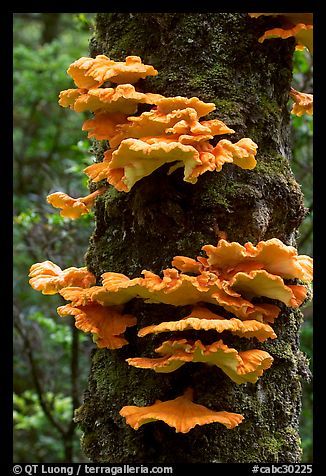 Chicken of the Woods mushroom on tree, Uclulet. Vancouver Island, British Columbia, Canada Mushroom On Tree, Chicken Of The Woods Mushroom, Mushroom Culture, Chicken Of The Woods, Mushroom Pictures, Lichen Moss, Edible Mushrooms, Mushroom Fungi, Wild Edibles