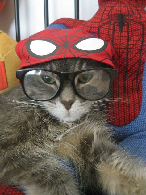 Spiderman Cat Pfp, Spider Man Cat, Cat Spiderman, Nerd Cat, Animal Love Quotes, Spider Cat, Cat Profile, Cat Glasses, Silly Cats Pictures