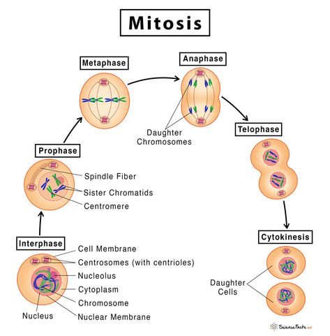 Mitosis: Definition, Stages, & Purpose, with Diagram Mitosis Phases, Mitosis Drawing, Mitosis Diagram, Stages Of Mitosis, Nuclear Membrane, Process Diagram, Bio Notes, Cell Organelles, Flow Diagram