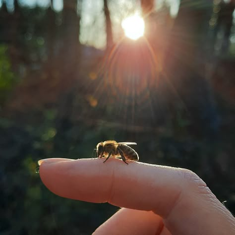 Cute Bee Aesthetic, Honeybee Aesthetic, Honey Bee Aesthetic, Bees Aesthetic, Aesthetic Bee, Castiel Aesthetic, Bee Aesthetic, Honey Aesthetic, Catherine Cowles