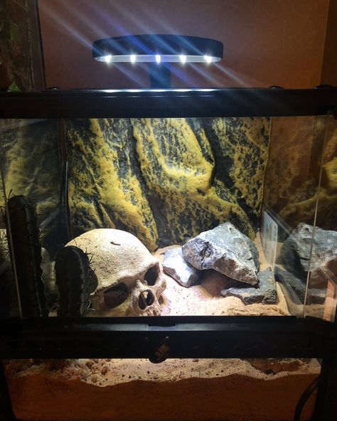 Pet Scorpion Tank, Emperor Scorpion Terrarium, Scorpion Tank Setup, Asian Forest Scorpion Enclosure, Scorpion Terrarium, Scorpion Enclosure, Pet Scorpion, Aquarium Decor Ideas, Tarantula Habitat