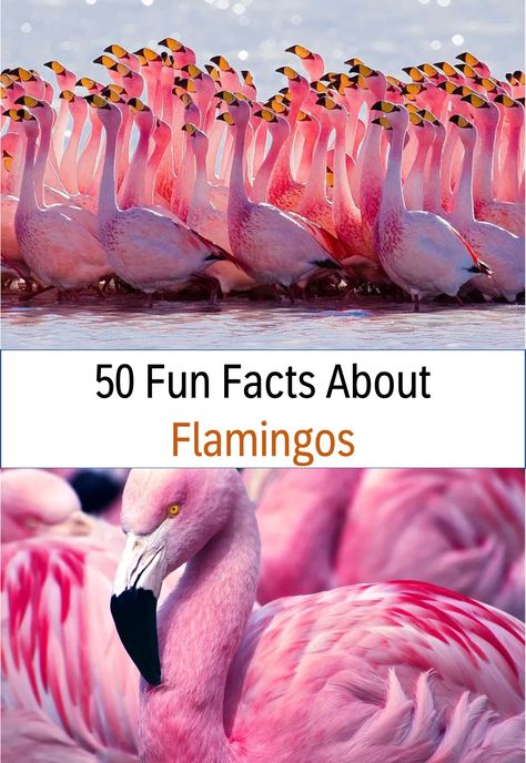 Over 50 fun facts about Flamingos including 25 fun facts about Flamingos especially for kids, plus learn more about where they live, what they eat, what they do, and so much more! #funfacts #flamingos Flamingo Spirit Animal Meaning, Flamingo Devotional, Flamingo Symbolism, Flamingo Meaning, Flamingo Infographic, Flamingo Facts, Flamingos Quote, Flamingo Junk Journal, Greater Flamingo