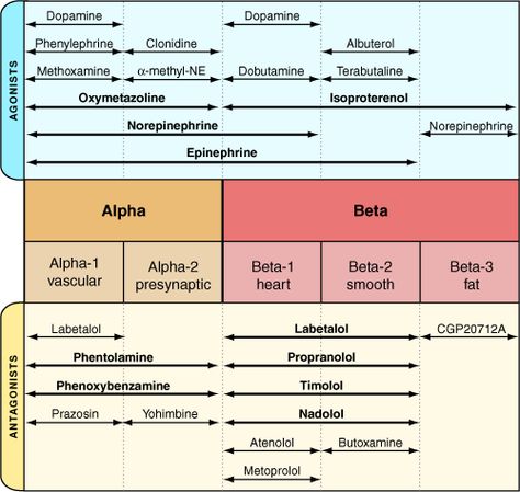 Alpha and Beta receptors Alpha And Beta Receptors, Anesthesia School, Adrenergic Receptors, Nurse Anesthesia, Paramedic School, Pharmacy Student, Pharmacy School, Pharmacology Nursing, Cardiac Nursing