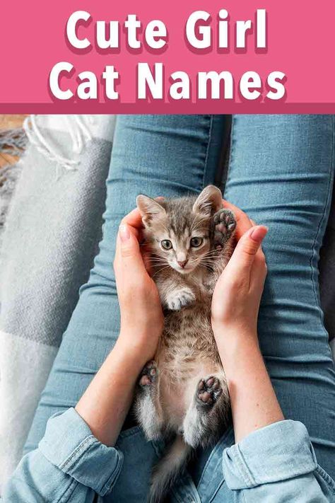 Female Kitten Names Unique, Names For Tabby Cats, Names For Girl Cats, Female Cat Names Unique, Cats Names Ideas, Girl Pet Names, Kitten Names Unique, Kitten Names Girl, Cat Names Unique