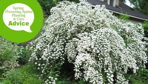 Bridal Veil Plant, Spirea Plant, Garden Bushes, Growing Gardenias, Spirea Bush, Spirea Shrub, Bridal Wreath Spirea, Roadside Stand, Outdoor Hacks