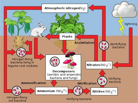 Nitrogen Cycle Diagram, Conduction Convection Radiation, Nutrient Cycle, Composting Methods, Plant Physiology, Nitrogen Fixation, Ap Bio, Nitrogen Cycle, Cc Cycle 2