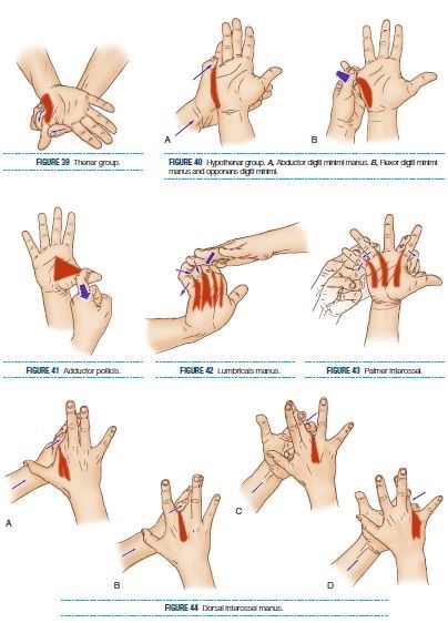 Hand Therapy Exercises, Bolesti Chrbta, Trening Sztuk Walki, Wrist Exercises, Body Massage Techniques, Hand Reflexology, Massage Therapy Techniques, Therapy Exercises, Physical Therapy Exercises