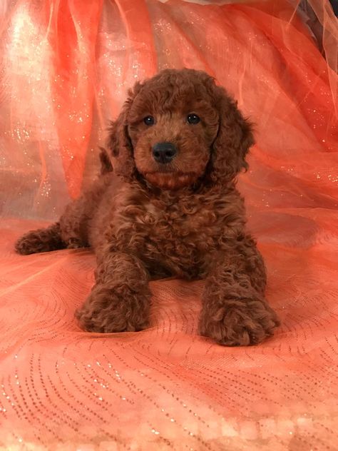 Mini Red Goldendoodle, Red Goldendoodle Puppy, Red Goldendoodle Full Grown, Miniature Golden Doodle Puppy, Mini Golden Doodle Full Grown, Twin Puppies, Red Golden Doodle, Puppy Preparation, Golden Doodle Puppies