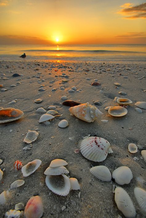 12 Beautiful Shelling Beaches In Florida - Florida Trippers Marco Island Beach, Best Beach In Florida, Planters Peanuts, Shell Island, Honeymoon Island, Pretty Beach, Pensacola Beach, Photography Beach, Marco Island