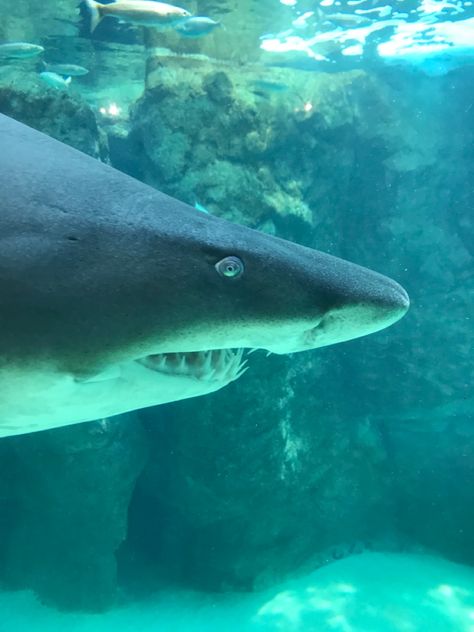 Up close at Cape Town aquarium. Cape Town Aquarium, Ocean Aquarium, Cape Town, Fish Pet, The Ocean, Cape, Photography, Animals, Quick Saves