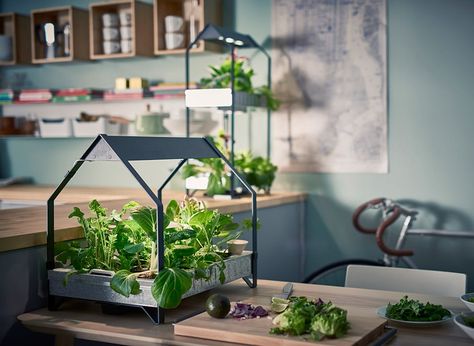 14 Indoor Smart Garden Ideas You Will Love - Smart Garden Guide Ikea Indoor Garden, Indoor Window Planter, Home Hydroponics, Hydroponics Gardening, Growing Food Indoors, Mini Serre, Indoor Vegetables, Hydroponic Garden, Hydroponic Systems