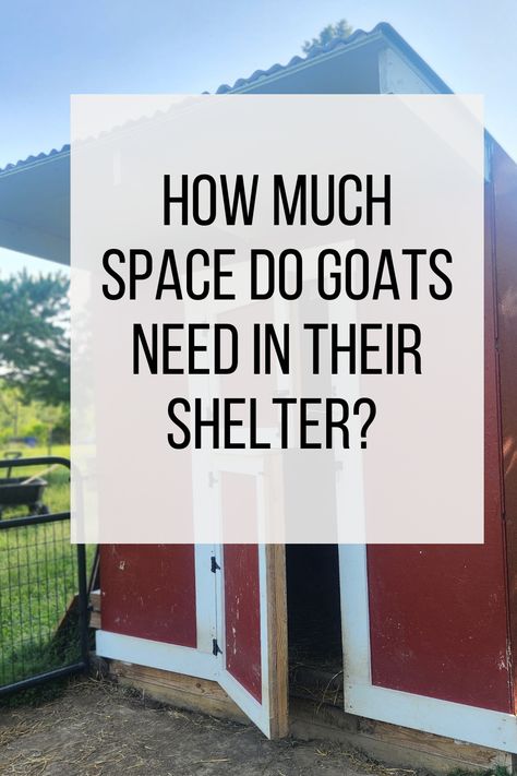 Red Goat Barn, dutch door Goat And Chicken Pen, Diy Goat Fence, Goat Shelters Diy, Goat Area Ideas, Goat House Ideas Buildings, Small Goat House, Cheap Goat Shelter, Portable Goat Shelter, Portable Goat Pen