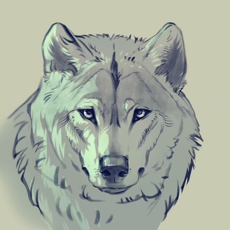 Wolf Head Sketch, How To Draw A Wolf, Cool Wolf Drawings, Wolf Sketches, Animal Drawing Reference, Drawing Wolves, Canine Anatomy, Wolf Reference, Wolf Poses