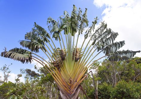 Although travelers palm displays big, fan-like leaves, the plants are actually more closely related to banana trees. Want to learn about growing travelers palm in your garden? This article can help. Click here for more information. Palm Tree Garden, Ravenala Madagascariensis, Travelers Palm, Palm Trees Garden, Banana Trees, Travellers Palm, Creative Planter, Palm Trees Painting, Tree Garden