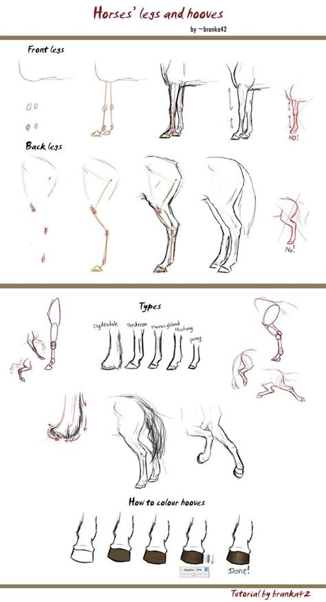 Legs Tutorial, How To Draw Horses, Horse Drawing Tutorial, Drawing Horses, Graphic Novel Illustration, Horse Art Drawing, Drawing Legs, Horse Sketch, Horse Anatomy