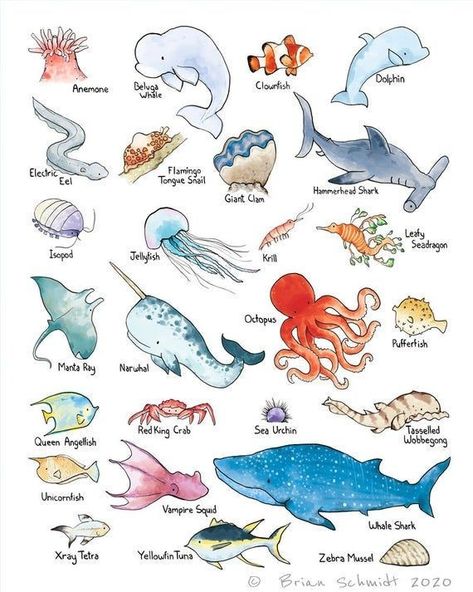 Colorful Sea Animals, Ocean Animals Poster, Under Sea Animals, Ocean Life Doodles, Under Water Animals Drawing, Marine Bio Drawing, See Creatures Drawing, Paintings Of Sea Creatures, Drawing Wild Animals