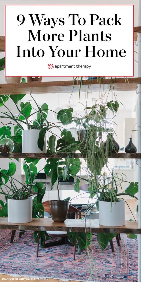 There are plenty of ways to add more plants to the mix without crowding your home. You just have to think vertically. These nine smart, space-saving display ideas will allow you to add more plants to your home. #plants #houseplants #indoorplants #planters #plantshelves #hangingplants #planthangingideas #plantdisplay #plantdisplayideas Plant Rooms, Indoor Plant Display, Indoor Plant Shelves, Plant Jungle, Plant Decor Ideas, Plant Display Ideas, Tall Indoor Plants, Plant Styling, Plant Window