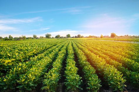 Farming Photo, Agriculture Landscape, Agriculture Pictures, Livestock Photography, Lahan Pertanian, Agriculture Photography, Agriculture Photos, App Wallpaper, Farm Images