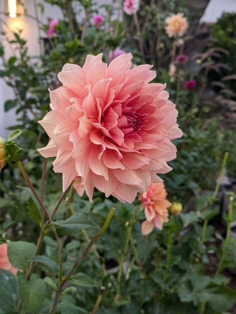 Dahlia Growers | Who is this GORGEOUS swoon worthy flower you ask | Facebook Galactic Dahlia, Dahlia Flower Aesthetic, Dahlia Aesthetic, Delilah Aesthetic, Daliah Flower, Dalia Flower, Flowers Dahlias, Cute Plants, Dahlia Flowers