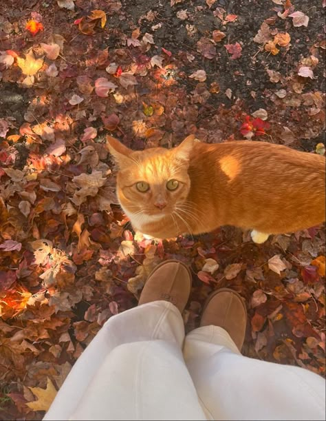 Halloween cat right here #fall #fallaesthetic Autumn Cat Aesthetic, Fall Cat Aesthetic, Cat Fall Aesthetic, Fall Pics Aesthetic, Fall Downtown Girl, Peaceful Photos, Fall Cat, Autumn Core, Fall Cats