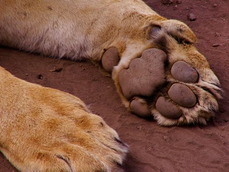 Big Cat Paws, Paw Aesthetic, Lion Paws, Cowardly Lion, Lion Paw, Lion Pictures, Aesthetic Nails, Big Cat, Cat Paws