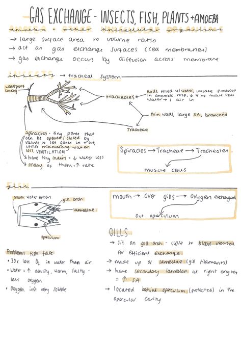 Alevel Biology, Zoology Notes, Romanticize Study, Nursing Respiratory, Algebra Notes, Aesthetic Study Notes, Animal Biology, Motivation Hacks, Gas Exchange