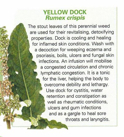 yellow dock leaf uses and Benefits Hair Herbs, Alkaline Herbs, Yellow Dock, Medical Herbs, Healthy Herbs, Magical Herbs, Herbs Plants, Herbal Apothecary, Healing Plants