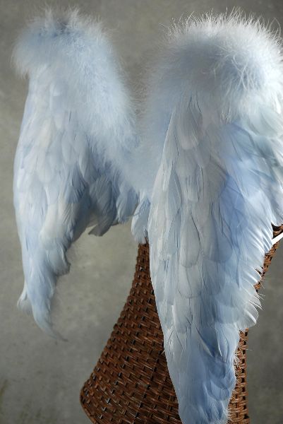 Results for birds Angel Costume Halloween, Homemade Wings, Blue Angel Wings, Victoria Secret Wings, Angel Halloween Costumes, Wings To Fly, Feather Angel Wings, Blue Feathers, New Tattoo Designs