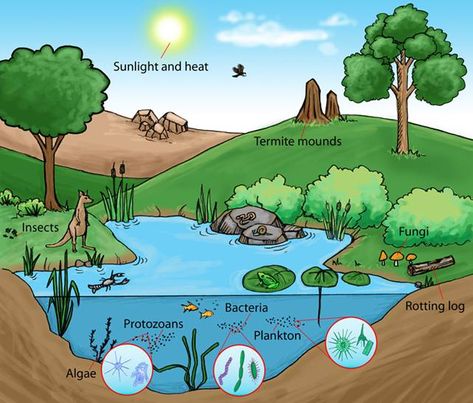 What are ecosystems and why they're important Ecosystem Drawing Ideas, Ecosystem Drawing Easy, Ecosystem Drawing, Pond Ecosystem, College Biology, Ecosystems Projects, Earth's Spheres, Artificial Reef, Camping Journal