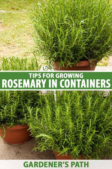 If you love fresh rosemary but don't have room in your garden, why not grow it in containers? This easycare herb grows happily in pots and planters and provides ornamental interest in addition to its culinary uses. Learn how to grow rosemary in containers now on Gardener's Path. #rosemary #containergarden #gardenerspath Things To Make With Fresh Rosemary, Potted Herb Garden Ideas, Rosemary In Pots, How To Grow Rosemary, Grow Rosemary, Container Herb Garden, Growing Rosemary, Growing Herbs Indoors, Rosemary Plant