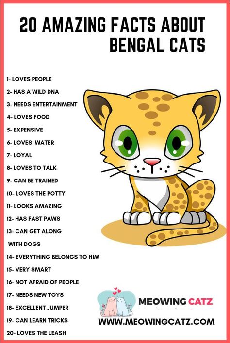 Hottest Absolutely Free Bengal Cats facts Ideas 1st, when it concerns precisely what is actually a Bengal cat. Bengal pet cats undoubtedly are a pedigree bree... #Absolutely #Bengal #Cats Bengal Cat Facts, Bengal Cat Personality, Cats Behavior, Bengal Cat Kitten, Cat Infographic, Cats Facts, Cats Name, Bengal Kittens, Hybrid Cat