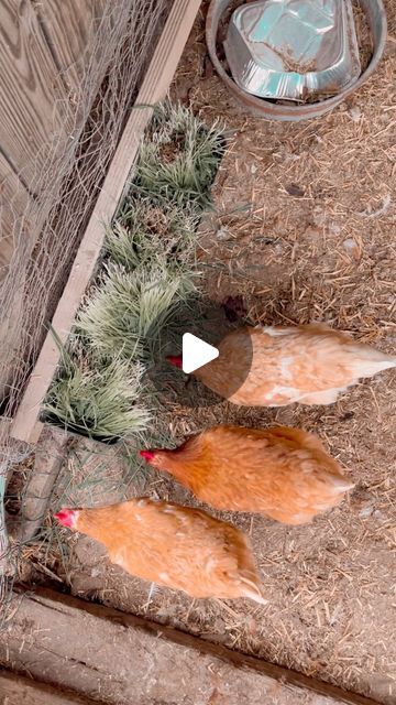 Chook Houses Ideas, Hen House Ideas, Chicken Plants, Raising Chickens Diy, Cottage Apothecary, Chicken House Ideas, Backyard Chickens Diy, Chicken Coups, Chicken Tips