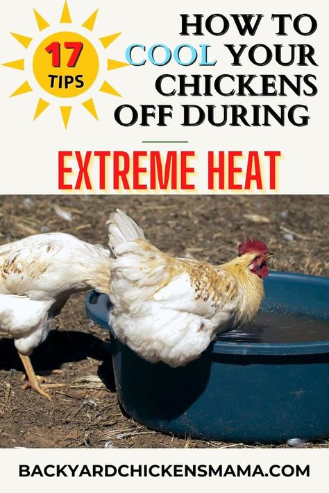 The hot weather is here and our chickens are HOT! Are your chickens panting, spreading their wings, trying to cool off? This can be nerve wracking, but I have found several things useful to keep chickens cool in extreme heat. I think that you will too. 17 pro tips to help cool off your flock of chickens. #backyardchickens #extremeheat #chickenemergency Keeping Chicken Coop Cool In Summer, Cooling Chickens In Summer, Chicken Cooling Off, How To Keep Chickens Cool, How To Keep Chickens Cool In The Summer, Chicken Treats For Summer, Chicken Cooling Station, Keep Chickens Cool In Summer, Chicken Genetics