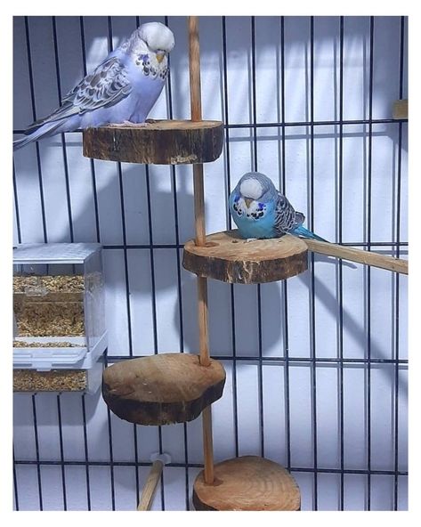 Bird Beds For Cage, Parakeet Toys Homemade, Diy Parakeet Toys Homemade, Budgie Cage Setup Aesthetic, Diy Bird Cage Cover, Parakeets Cage Ideas, Natural Bird Cage, Budgie Cage Setup Ideas, Diy Budgie Cage