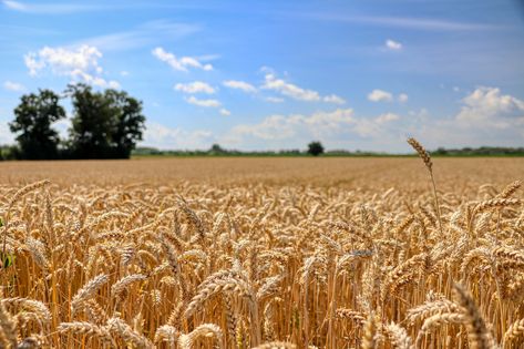 Field Wheat Grain Sky, #Wheat, #Grain, #Sky, #Field West Art, Wheat Fields, City Landscape, Print Designs Inspiration, Public Domain Images, Landscape Wallpaper, Scenery Wallpaper, Painting Projects, Free Pictures