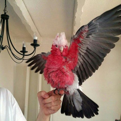 #animals Therian Pfp, Vtuber Ideas, Pretty Animals, Dragon Artwork, Silly Animals, Pretty Birds, Cute Birds, Cute Creatures, Animal Photo